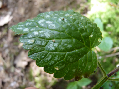 Feuilles fréquemment tachetées de blanc. Agrandir dans une nouvelle fenêtre (ou onglet)